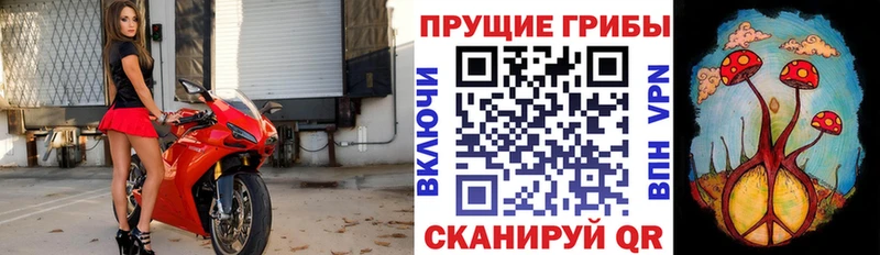 Купить где  Николаевск-на-Амуре  Псилоцибиновые грибы Cubensis 